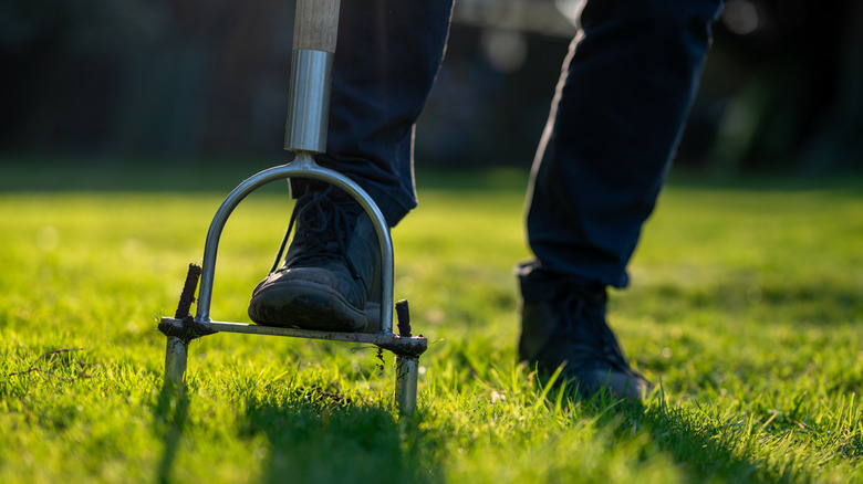 Agardener uses a manual aerator on a grass lawn