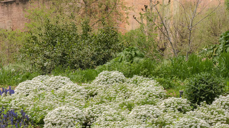 Ammi majus planted in clusters in a large garden bed with flowering annuals and perennial shrubs.