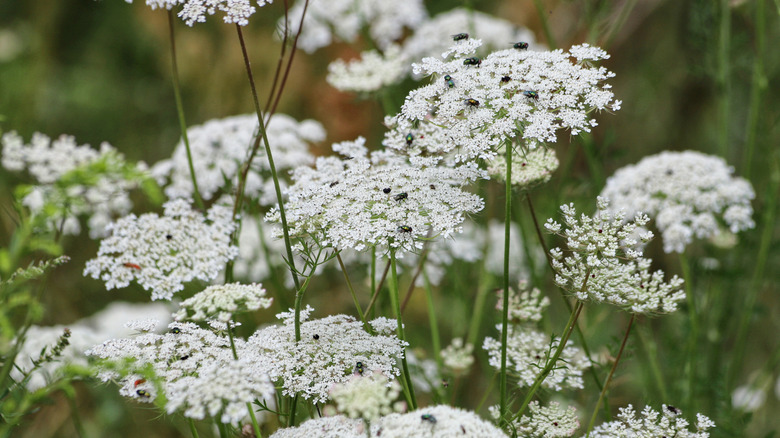 The white flower clusters of Ammi majus in a garden.