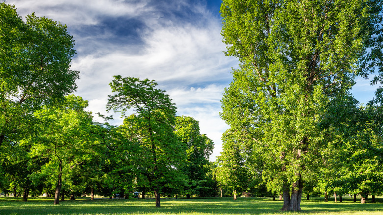 green trees in a yard