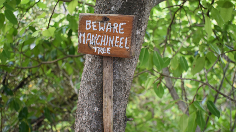 close up of a manchineel tree and a beware sign