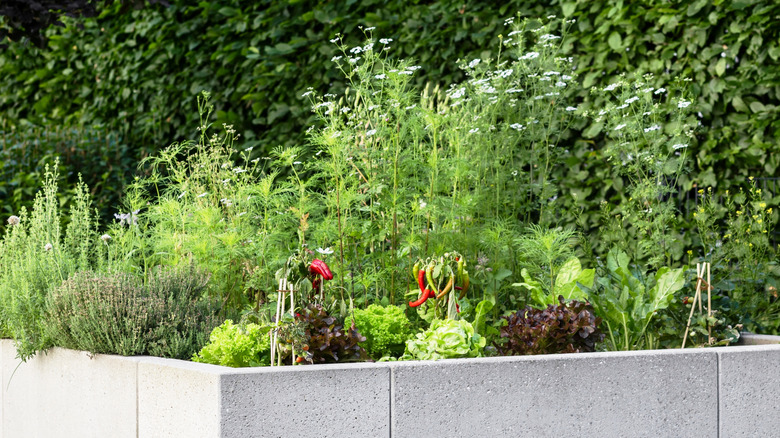 vegetables growing in concrete raised bed