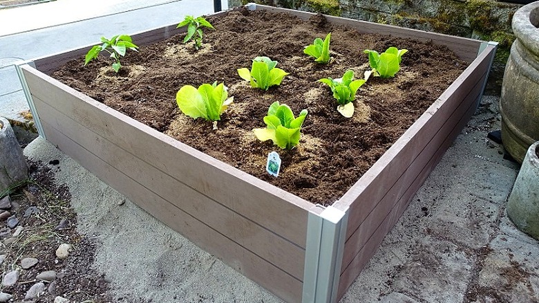 Vegetables growing in a raised bed made from composite lumber