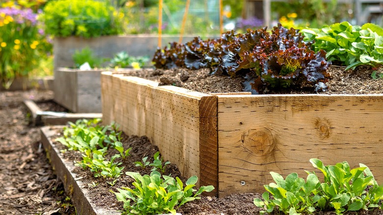Close-up of vegetables growing in a raised bed made from wood