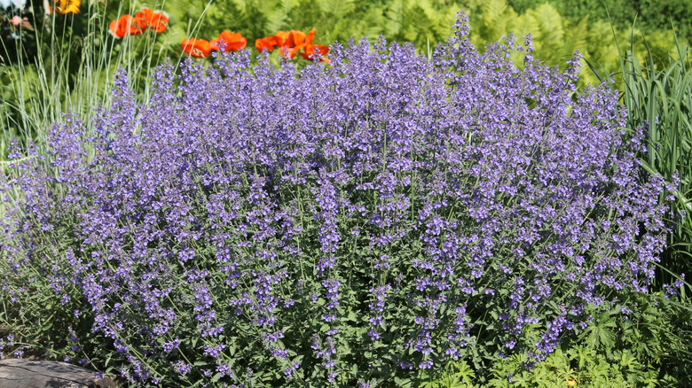 catmint plant in flower bed