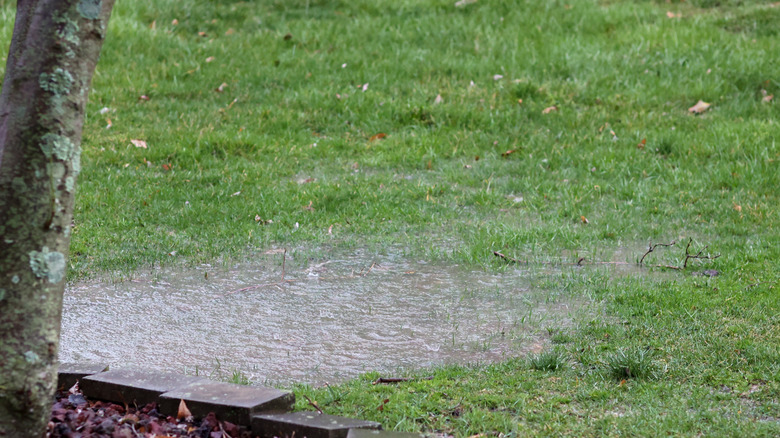 soggy poorly drained yard grass