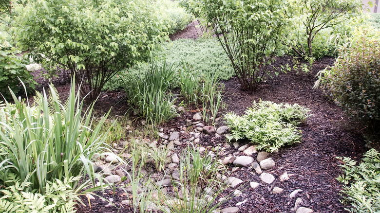 Mulched rain garden with rocks, grasses, and shrubs