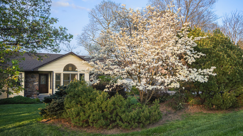 A low berm in the front yard of a residential home that's planted with evergreen shrubs and flowering trees.
