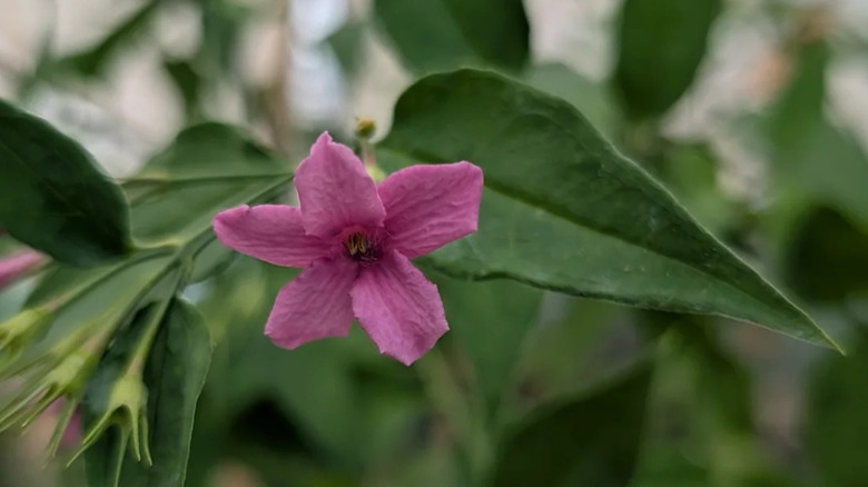 The pink, scented flower of a Jasminum x stephanense 'Starry Starry Summer Scent' growing in a garden.