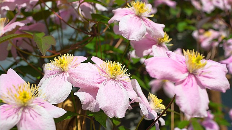 Clematis montana in bloom