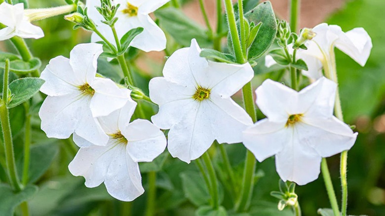 Five white 'Rainmaster' petunia flowers surrounded by green leaves
