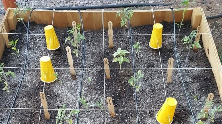 A planting bed edged with light wood panels holds young vegetables, as well as yellow cups hung with string.