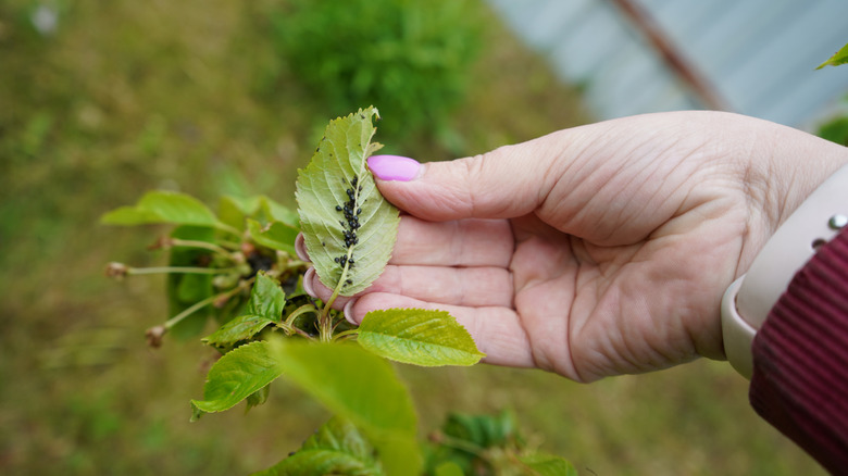 A hand holds a leaf of a garden plant to show an underside covered in black aphids.