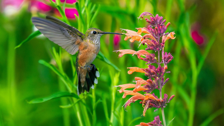 hummingbird feeding from Apache Sunset