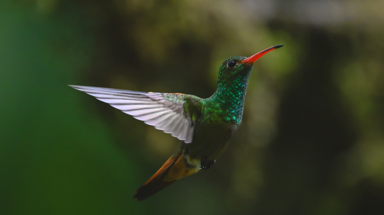 hummingbird in flight