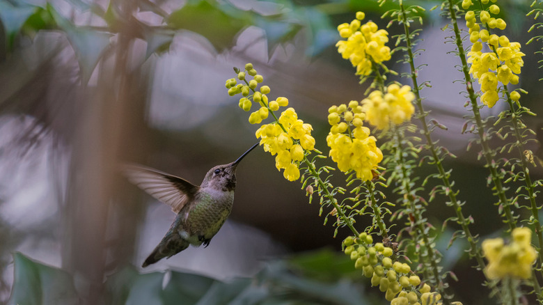 Female hummingbird feeds on a winter flowering Mahonia 'Arthur Menzies'.