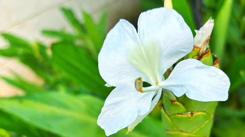 White ginger lily in garden.