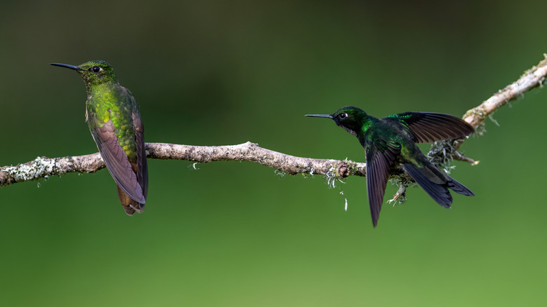 Two hummingbirds on a branch.