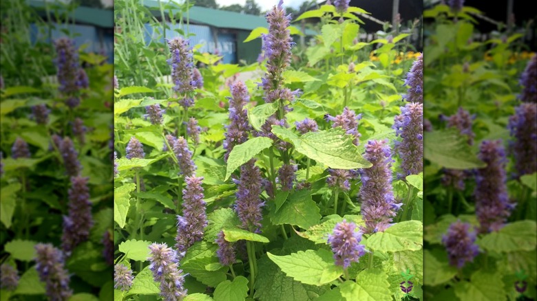 A closeup of Agastache foeniculum 'Golden Jubilee' growing in a garden with a green-blue building in the background