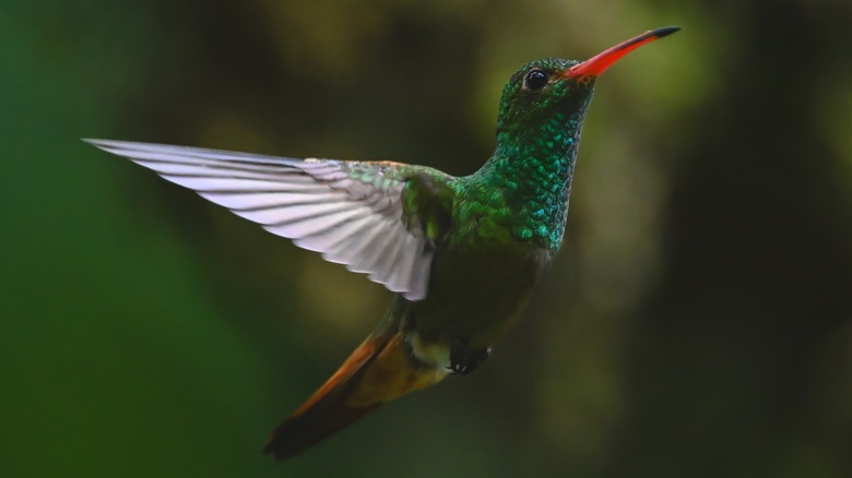 A hummingbird in flight in a garden with a blurry background