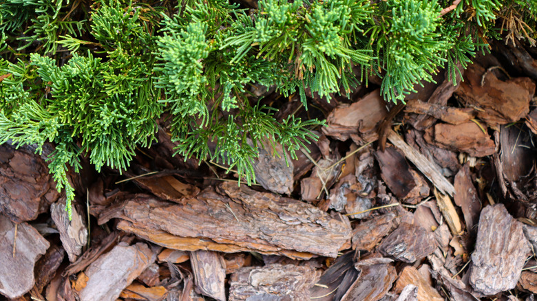 Pine bark nugget mulch by the base of a plant growing in a garden bed.