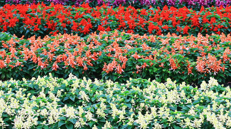 Rows of plants with white, orange, and red flowers grow in a garden bed.