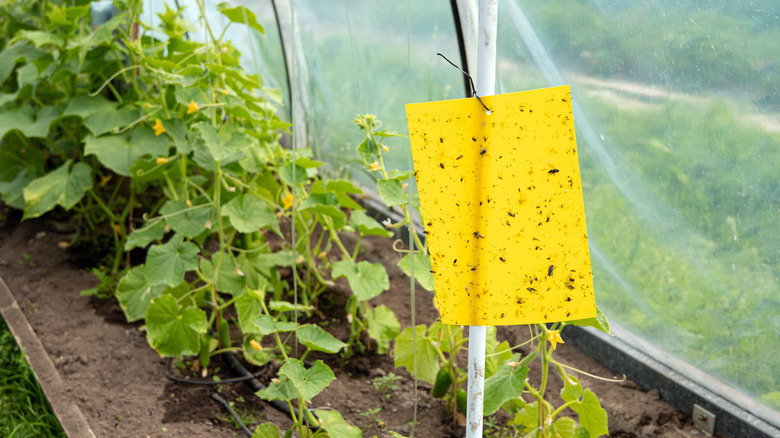Closeup of a yellow sticky trap inside a greenhouse growing cucumber plants