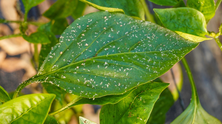 An infestation of whiteflies on pepper leaves