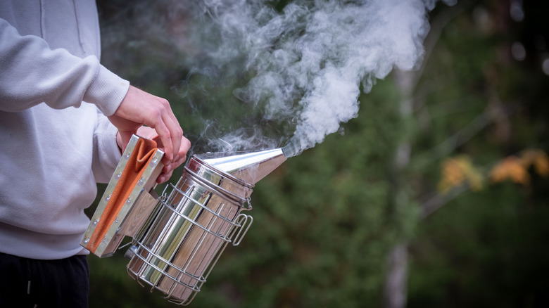 A person using a bee smoker.