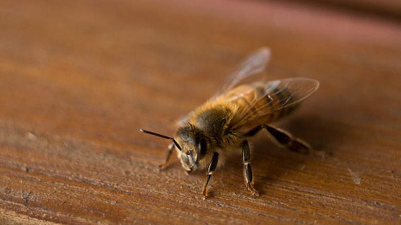 A bee resting on a wood surface