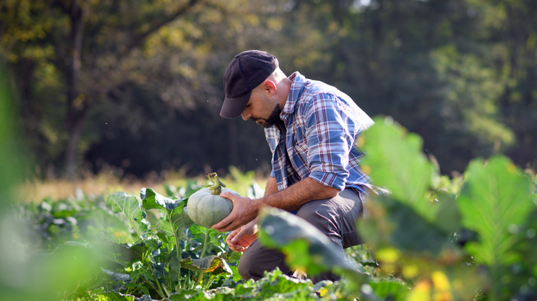 man kneeling down in pumpkin garden