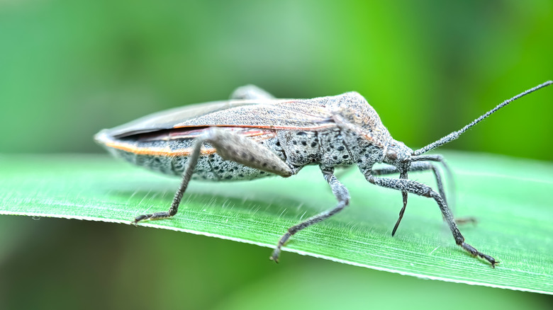 squash bug on leaf