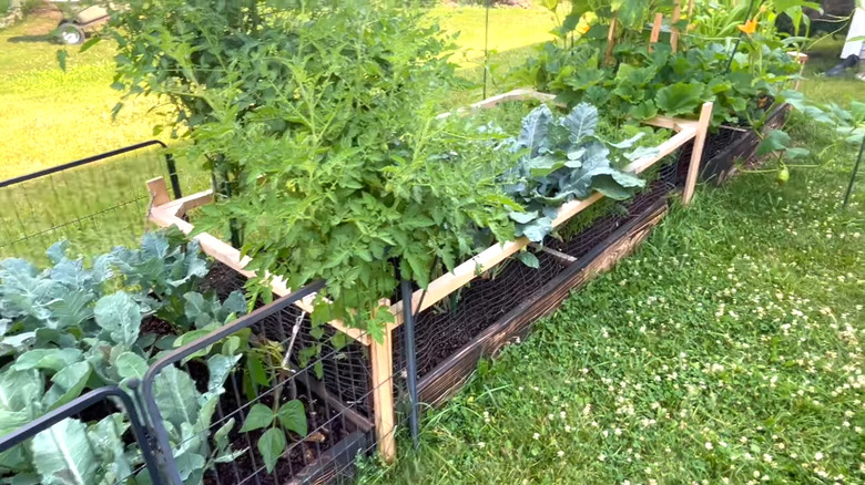 Tomatoes and other vegetables mulched with cocoa hulls