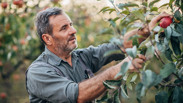 A gardener picking an apple from a backyard fruit tree.