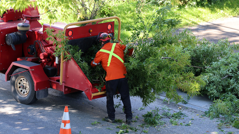 An arborist feeding tree branches into a chipper.