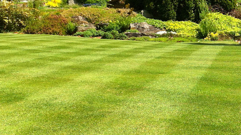 A lawn freshly mowed in a crisp checkerboard pattern with a rock garden in the background.