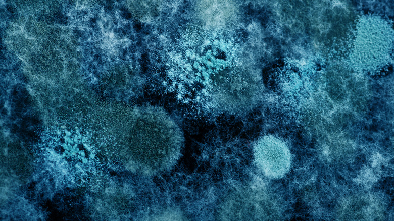 A close-up of blue mold growing.