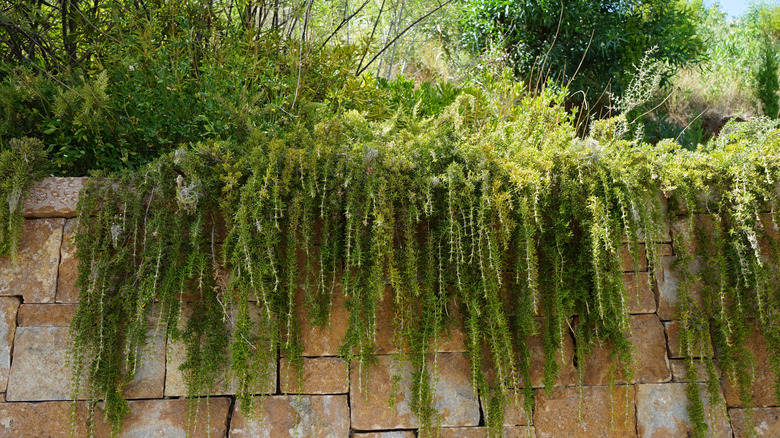 Trainlng rosemary draping over retaining wall.