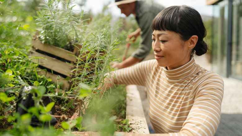 A woman planting herbs along an elevated wall