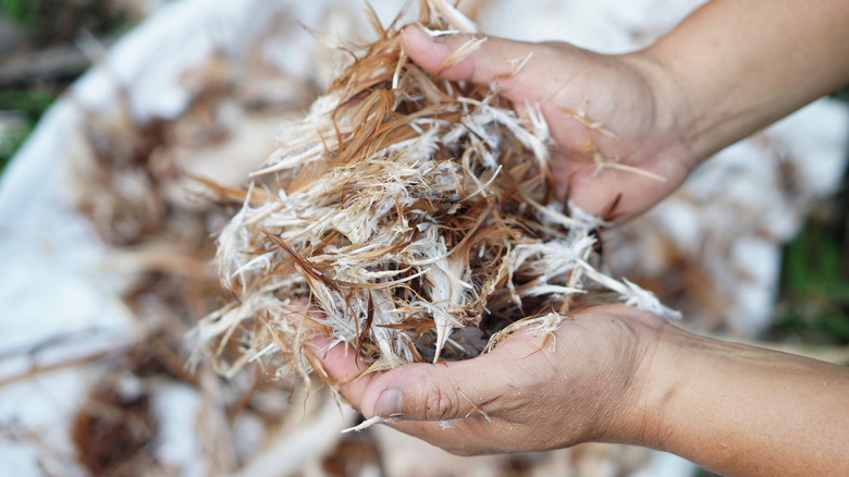 A pile of chicken feathers ready to be added to a compost bin.