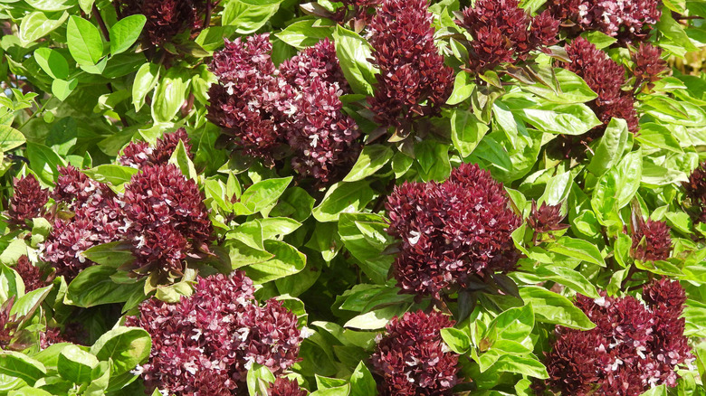 'Cardinal' basil showing the outstanding flowers and the bright green leaves