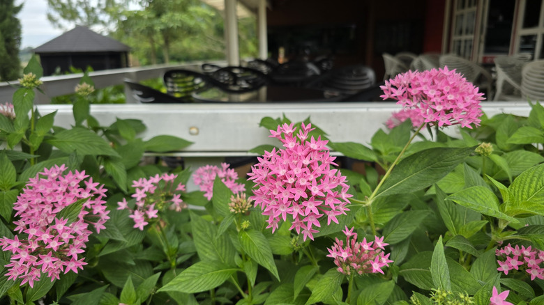 Pink Pentas Flowers Blooming in a Lush Tropical Garden