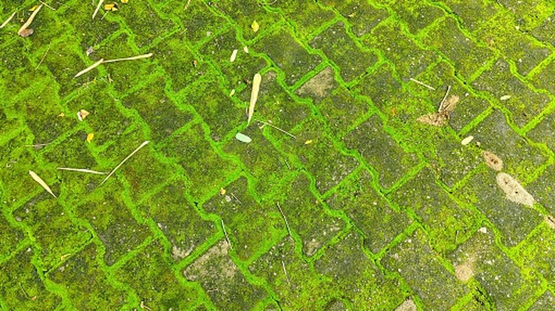 concrete pavers convered in moss
