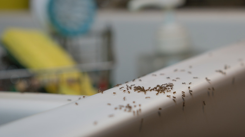 Ants crawl over a kitchen sink