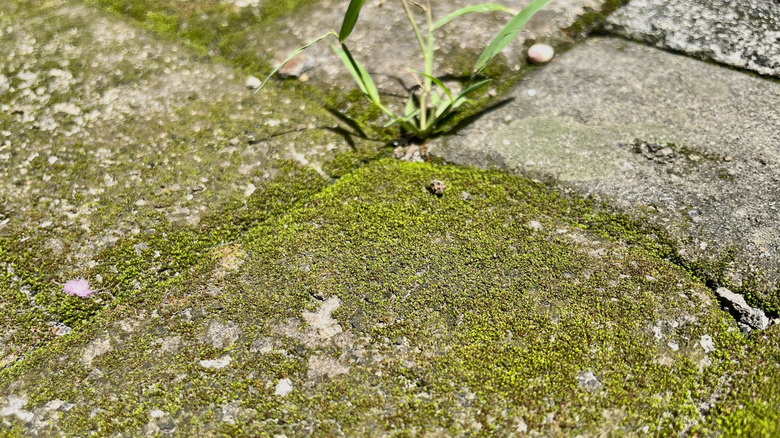 A paved outdoor concrete surface with moss and weeds growing on top
