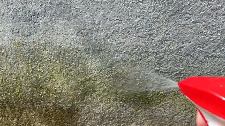 Spraying a bleach-water solution on a concrete wall covered in moss