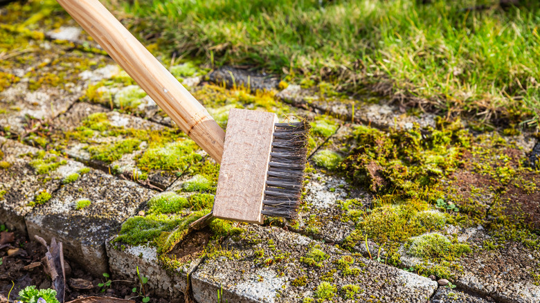 Using a stiff brush to remove moss from concrete pavers