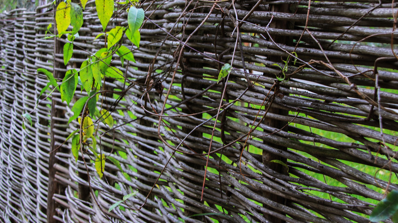 A willow fence made out of dead, but still flexible, willow branches.