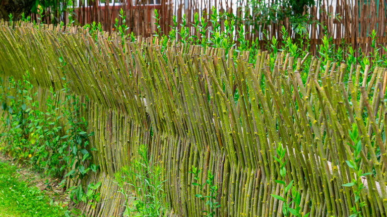 A fence made out of living willow stems with green leaves starting to sprout from the stems.