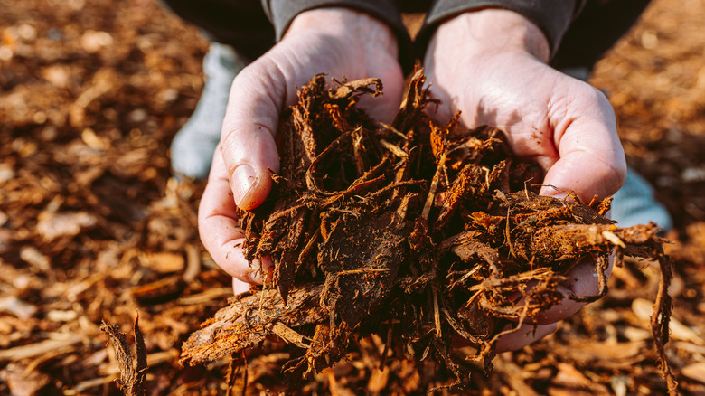 closeup of person holding mulch